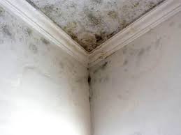 Best Real Estate Mold Inspection  in Cornelia, GA