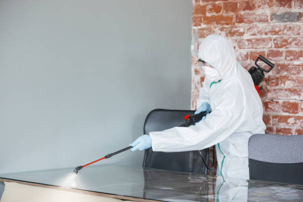 Best Basement Mold Removal  in Cornelia, GA